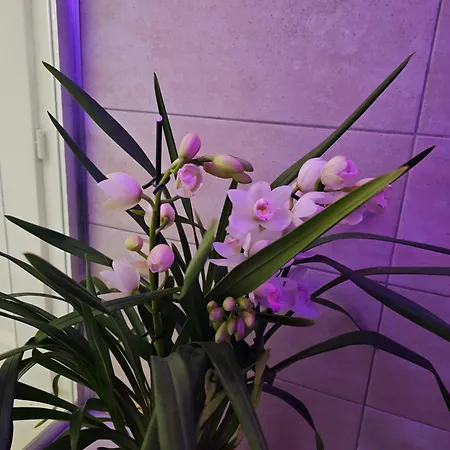 Du Soleil & - 公寓 *